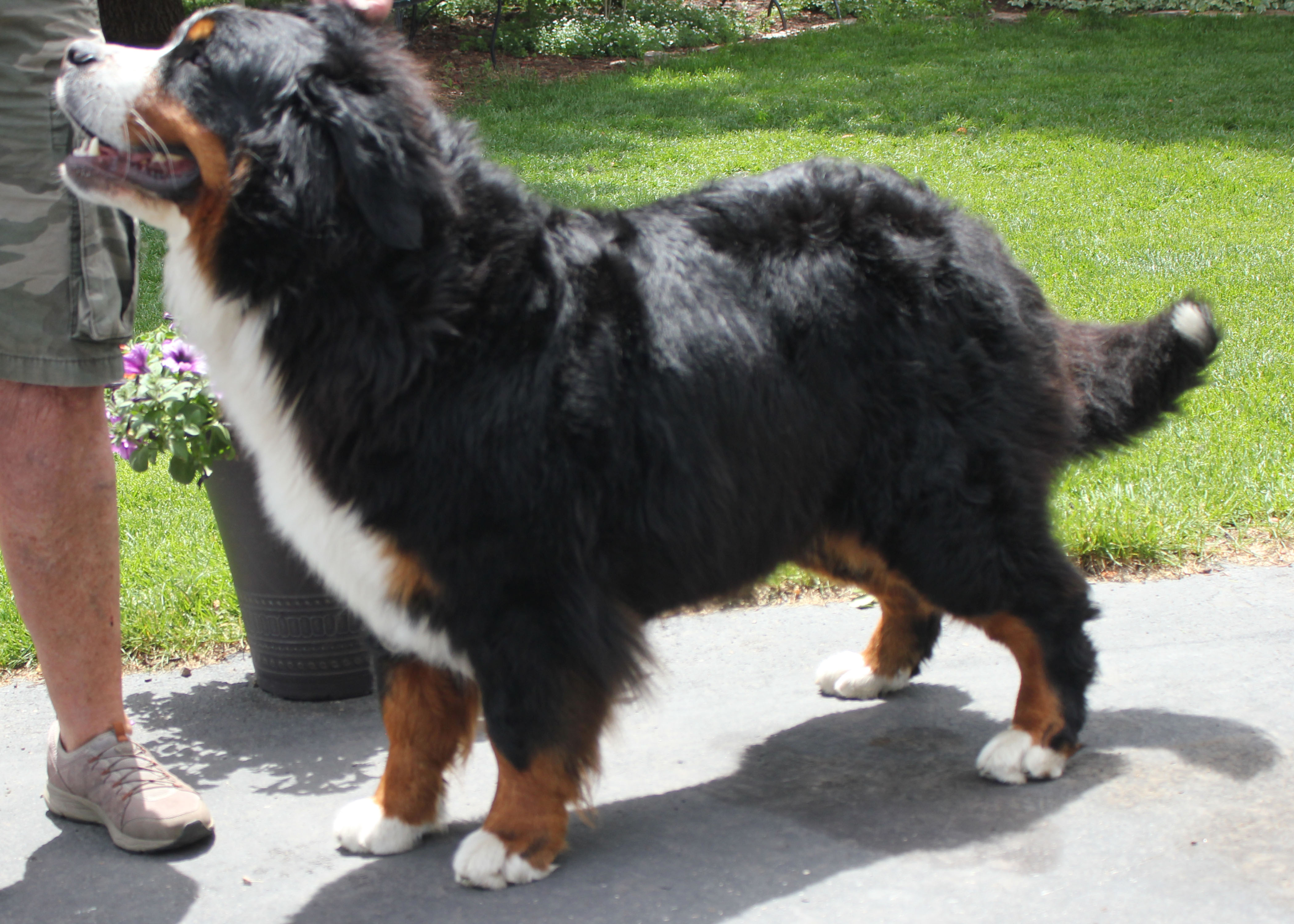 "Bernese Mountain Dogs Powder Keg Farm Utah"